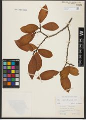 Foto von Salix appendiculata Vill.